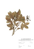 藏品(著生珊瑚樹)的圖片